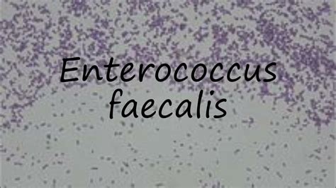 Pronounce Enterococcus faecium .